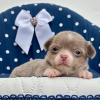 Mini cuccioli chihuahua pedigree