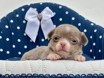 Mini cuccioli chihuahua pedigree