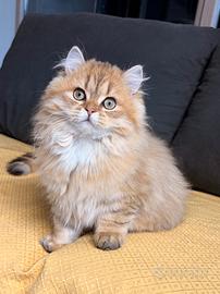 6 mesi british longhair