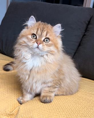 6 mesi british longhair