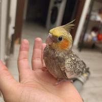 Calopsitte allevate a mano