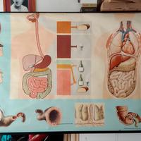 TAVOLA DIDATTICA APPARATO DIGERENTE ANNI 60