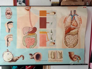 TAVOLA DIDATTICA APPARATO DIGERENTE ANNI 60