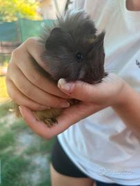 Cucciolo di cavia peruviana/porcellino dindia