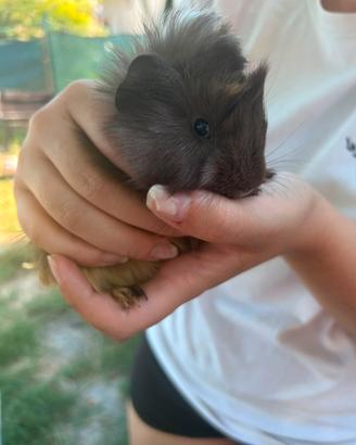 Cucciolo di cavia peruviana/porcellino dindia