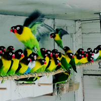 Pulli inseparabili personata