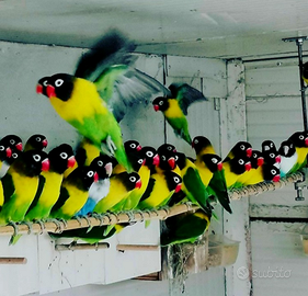 Pulli inseparabili personata