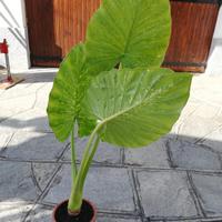 pianta orecchie di elefante, alocasia 