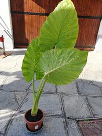 pianta orecchie di elefante, alocasia 