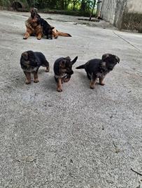 Cuccioli pastore tedesco