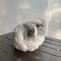 Conigli Coniglietti cuccioli