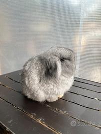 Conigli Coniglietti cuccioli