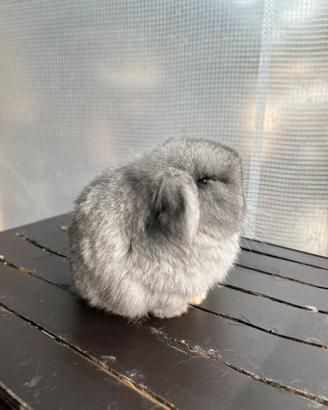 Conigli Coniglietti cuccioli