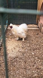 Gallo di razza moroseta