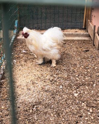 Gallo di razza moroseta