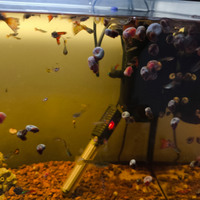 Guppy femmine piccole e lumache