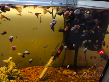 Guppy femmine piccole e lumache