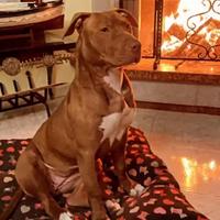 Pitbull red nose accoppiamento