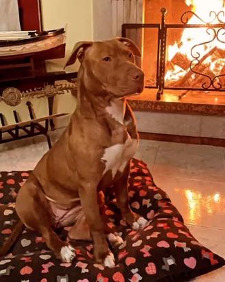 Pitbull red nose accoppiamento