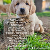 Cuccioli golden retriever