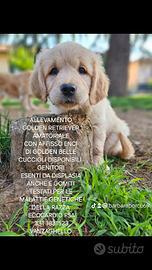 Cuccioli golden retriever