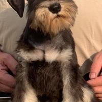 Schnauzer nani