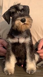 Schnauzer nani