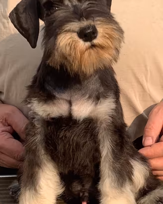 Schnauzer nani