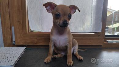 Pinscher
