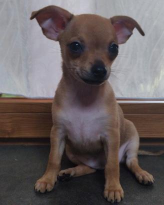 Pinscher