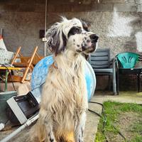 Setter inglese maschio di tre anni