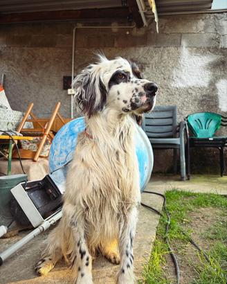 Setter inglese maschio di tre anni