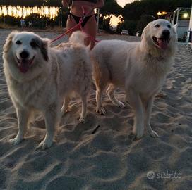 TITTY&TONY: due cuori reclusi in attesa di amore