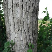 PIOPPI PER RICAVARE LEGNA DA ARDERE 