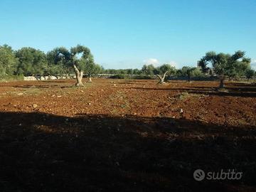 Terreno agricolo 2800 mq