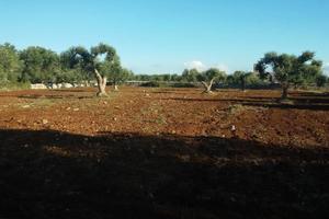 Terreno agricolo 2800 mq