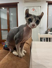 Gatto sphynx monta accoppiamento