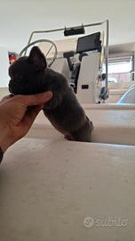 Cuccioli di bulldog francese esotici