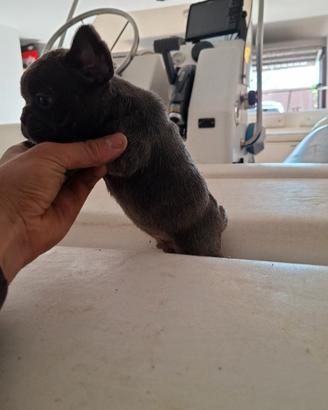 Cuccioli di bulldog francese esotici