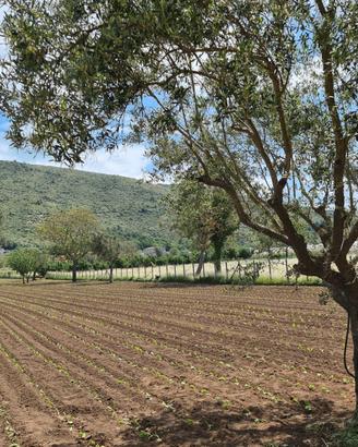 Terreno agricolo 4897 mq - bellona