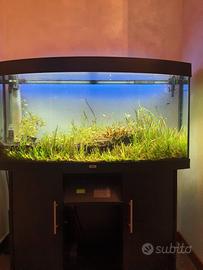 Acquario  Juwel Vision 260