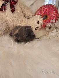 Chihuahua con pedigree