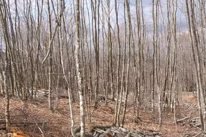 Terreno bosco ceduo