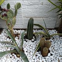 COMPOSIZIONE NUMERO 7 PIANTE GRASSE 