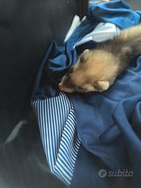 Furetto maschio 3 mesi