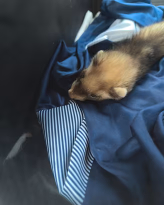 Furetto maschio 3 mesi