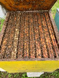 Apicoltura vendita famiglie su 10