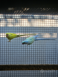 Coppia riproduttiva parrocchetti dal collare