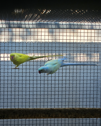 Coppia riproduttiva parrocchetti dal collare