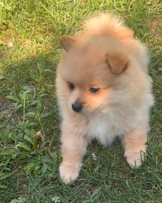Cuccioli volpino